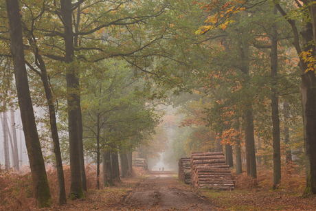 Autumnal Forest!
