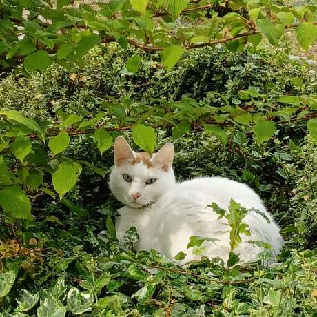 De poes van de buren