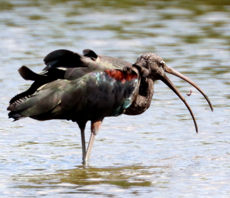 Zwarte ibis