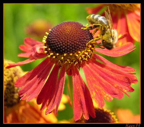 Rode rudbeckia met Bij