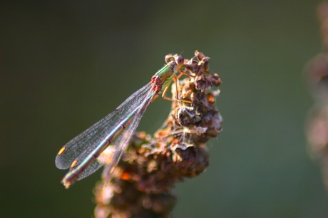 quelle libelle