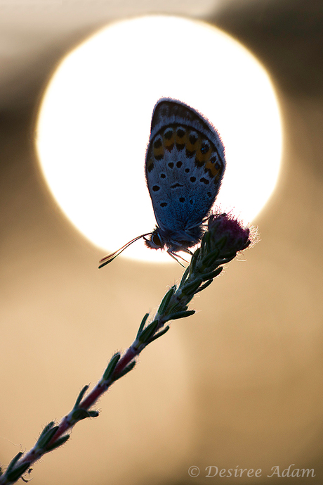 In de ondergaande zon..