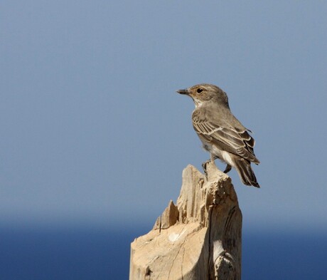 vogeltje in Cyprus