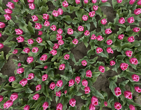 Tulpen van boven