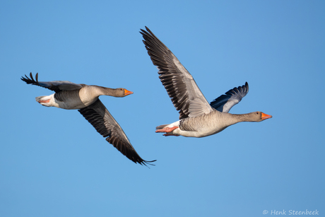 Grauwe ganzen boven de polder