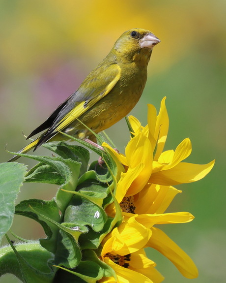 Groenling op zonnebloem 