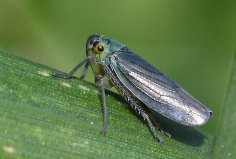 Groene rietcicade - Cicadella viridis