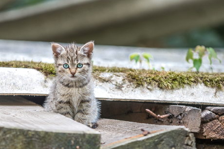 Kitten