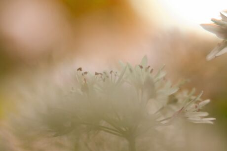 Daslook in soft focus