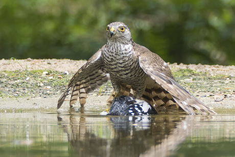 Sperwer met prooi, een grote bonte specht