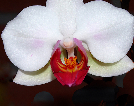 Poging een macro van een orchidee te makken