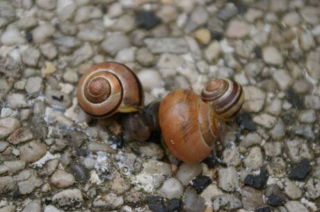 Drie keer slakken