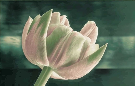 Tulpen