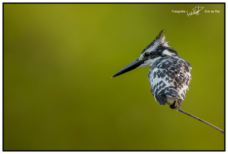 Bonte ijsvogel, Gambia