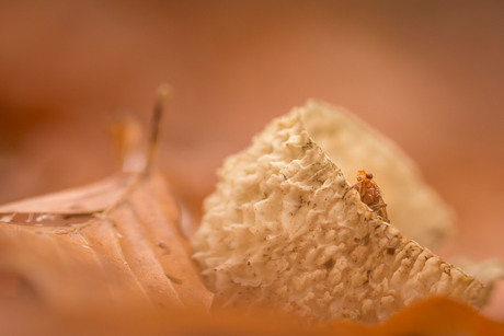 Foto met een luchtje