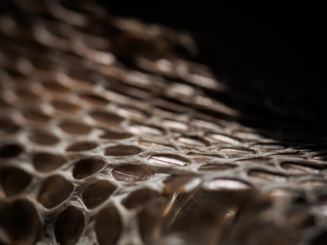 Vervelling ringslang