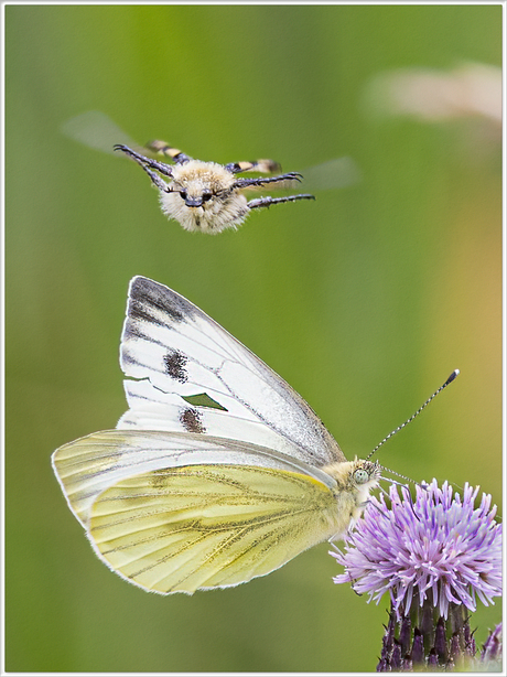 Koolwitje met insect