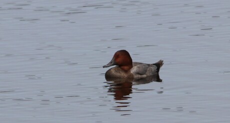 Tafeleend (Aythya ferina)