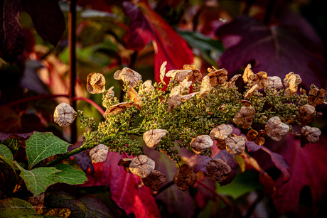 Hortensia