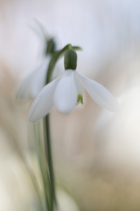 sneeuwklokje