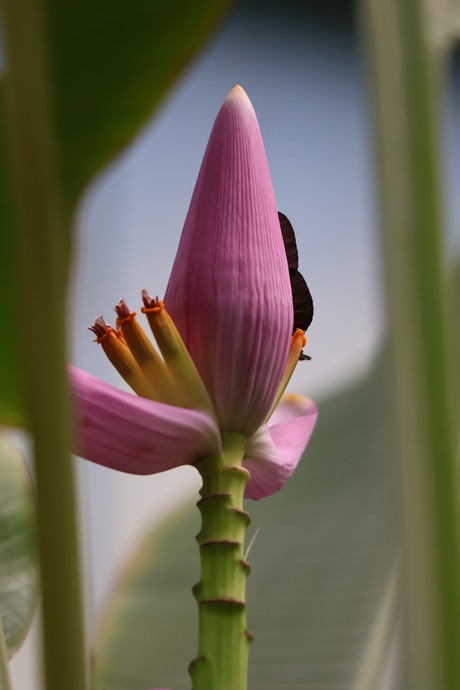 Bananenplant 