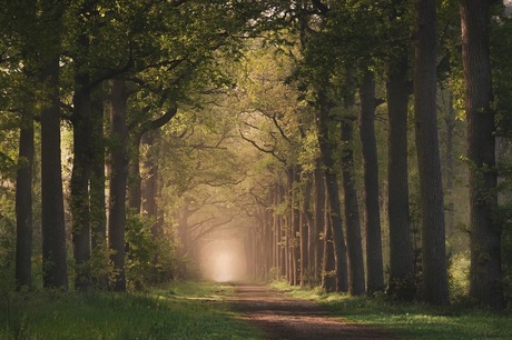 Bos in de mist