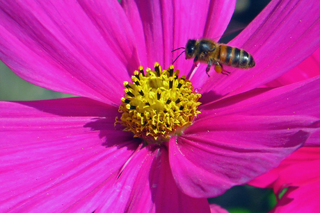 Bijenbezoek