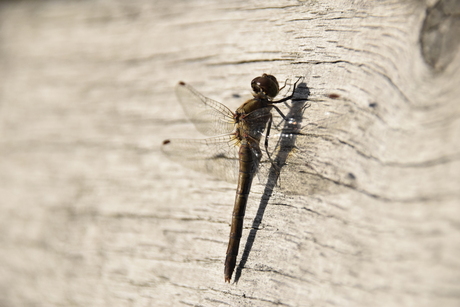 Nog een libelle