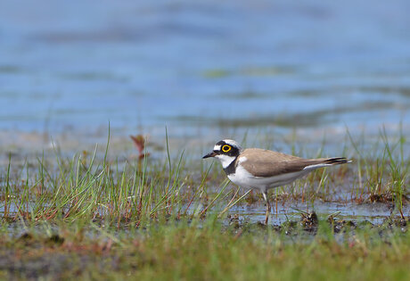 Kleine Plevier.(Charadrius Dubius)