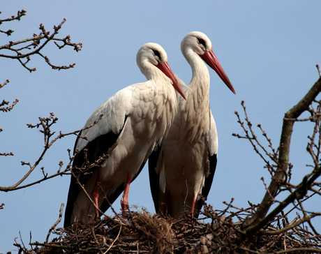 Ooievaars terug op het nest.