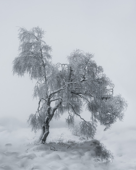 Boom in winterlandschap