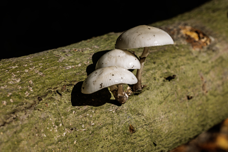 witte paddenstoelen in de zon