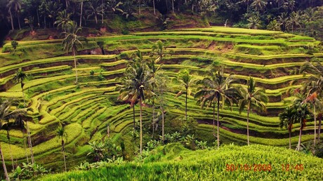 Rice fields Ubud