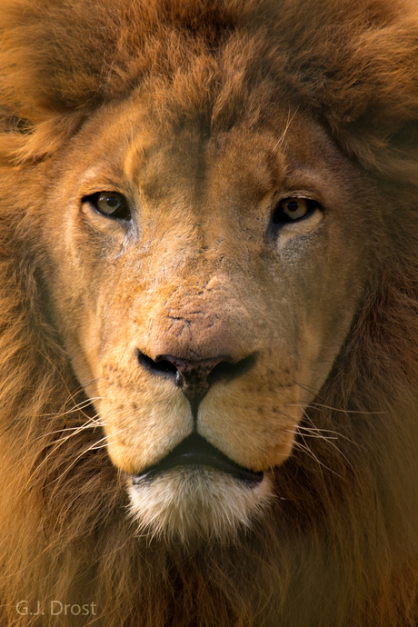 Afrikaanse Leeuw - DierenPark Amersfoort