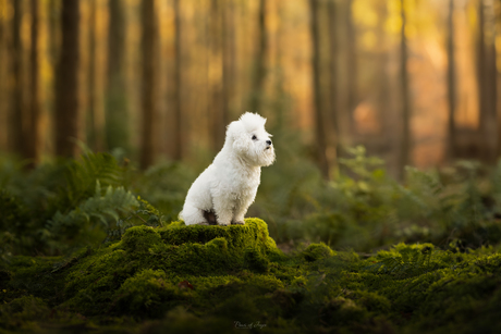 Tassefantene's Irresistible Bennie ❤️