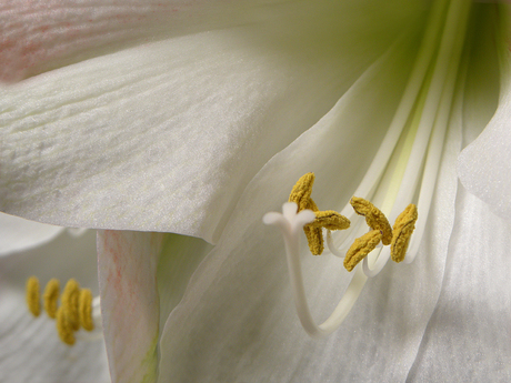 Amaryllis