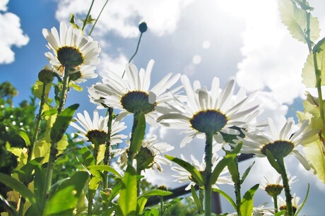 Zomer in Nederland