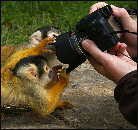 enorme belangstelling.......................