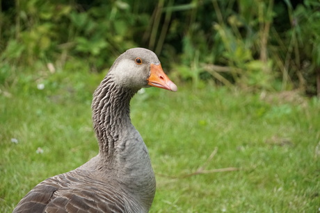 Gans