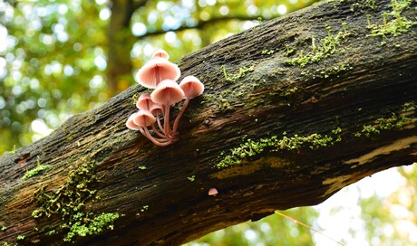 Klimaatactivisten plakken zich vast aan boom