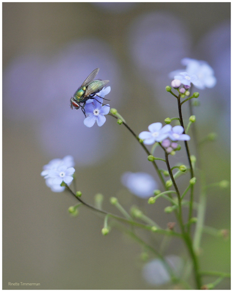 In de tuin