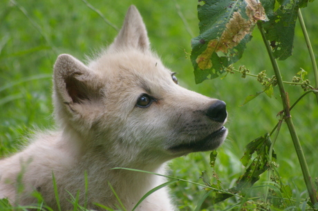 wolvenpup