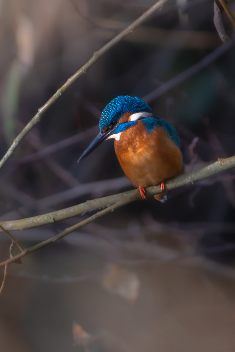 Ijsvogel wacht op zijn eten.