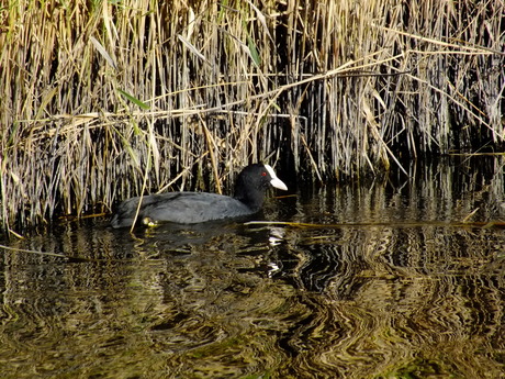 Herfst Meerkoet