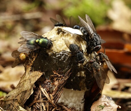 Stinkzwam met diverse vliegen.