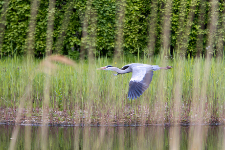 Vliegende Reiger