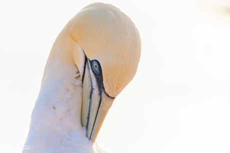 Helgoland