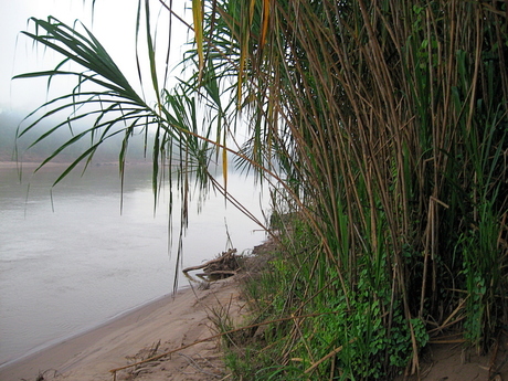 Amazone (Peru)