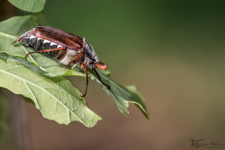 Meikever (Melolontha melolontha)