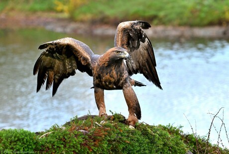 Golden Eagle